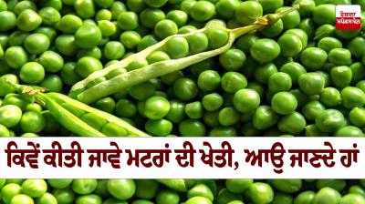 Peas Farming News