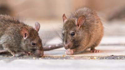 Glue traps used to catch rats banned In Punjab