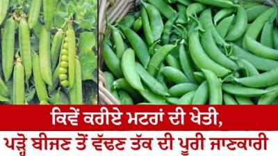 How to farm peas, read complete information from sowing to harvesting