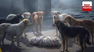 Stray dogs save newborn baby's life!