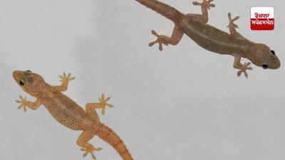 ਮੀਂਹ ਦੇ ਮੌਸਮ ਵਿਚ ਕਿਵੇਂ ਪਾਇਆ ਜਾਵੇ ਕੋਹੜ ਕਿਰਲੀਆਂ ਤੋਂ ਛੁਟਕਾਰਾ