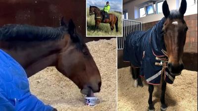 This Police Horse Refuses to Start His Day Without A Cup Of Tea & We Feel Him!