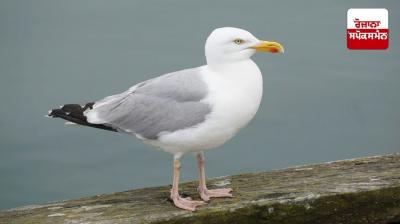 China is using birds to spy on India!