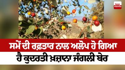 With the speed of time, the natural treasure wild plum has disappeared