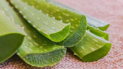 Aloe vera makes the face glow Beauty Tips