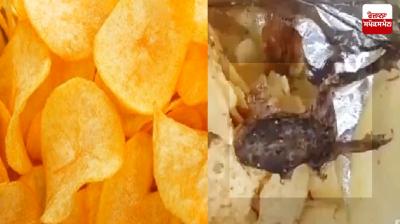 ਆਲੂ ਦੇ ਚਿਪਸ ਦੇ ਪੈਕੇਟ ’ਚ ਮਰਿਆ ਡੱਡੂ