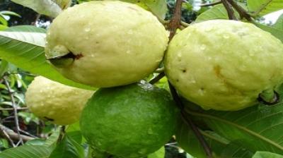 Patiala Guava Estate 