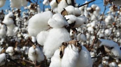 cotton