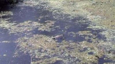 Polluted Sutlej poses health risk to villagers in Ferozepur, Fazilka