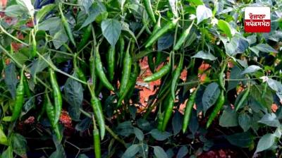 How to do pepper cultivation Farming News
