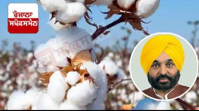 Cotton Crop 