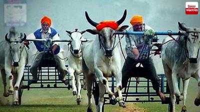 Kila Raipur Rural bullock cart race to resume after 11 yrs