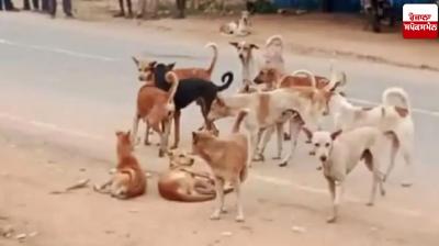 Allegations of killing 300 stray dogs by poisoning in Jagtial district of Telangana
