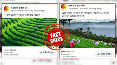 Congress Shares Photos From Taiwan Tea Garden As Assam