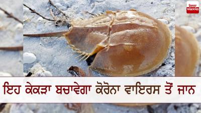 horseshoe crab can help to develop corona vaccine7