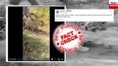 Fact Check Video of ill cheetah viral with fake claim