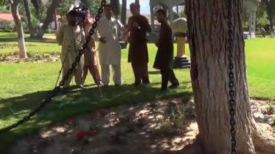 121 Years of Bomber Tree Capture