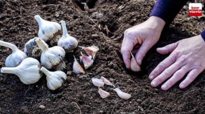 Cultivate Garlic News