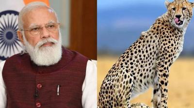  Preparing to bring 50 more leopards from South Africa