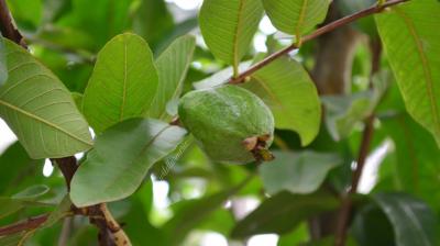 Guava leaves