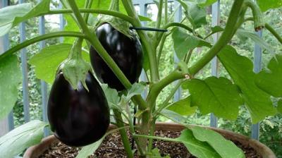 Cultivate Brinjal
