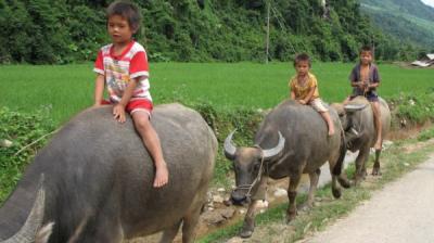 Kids Ride a Buffalo