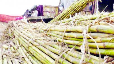 Sugarcane