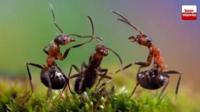 Adopt home remedies to get rid of flies