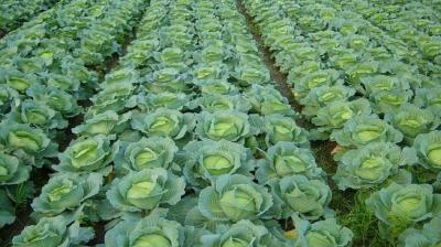 Cabbage 