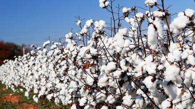cotton crops