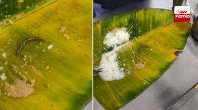 Insects found in Tirupati Prasad News