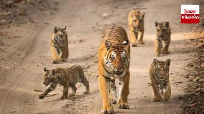 One-third of Ranthambore sanctuary's 75 tigers missing: Officials
