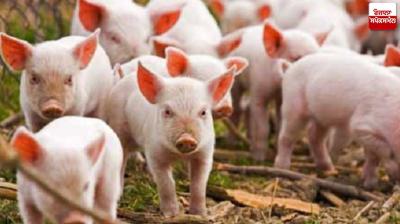 African swine flu hits Patiala news in punjabi