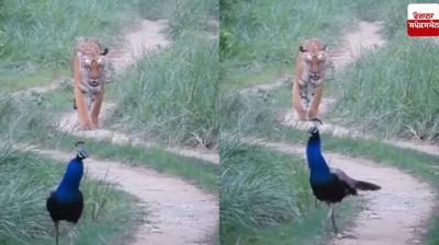 National Animal and Bird Seen Together15: