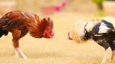 Preparations for cockfighting in Andhra Pradesh News in punjabi 