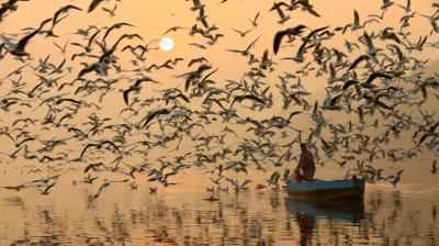 40-50 thousand migratory birds arrived at the land of green beans News in punjabi 