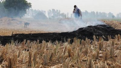 Paddy Stubble Burning 