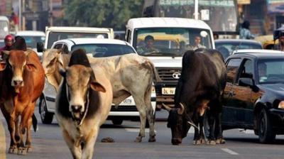 Those who release animals after removing milk residents