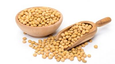Soybean 