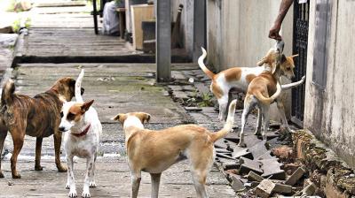 Dog problems have become a serious headache