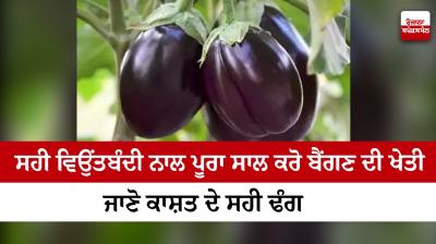 Brinjal 