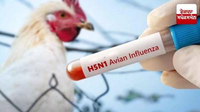 Dangerous H5N1 bird flu found in chickens in Bihar