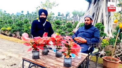 Saplings worth Rs 8 to 10 lakh available in this nursery in Malerkotla