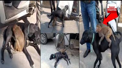 Read about the pair of female dog and monkey like Jai-Viru