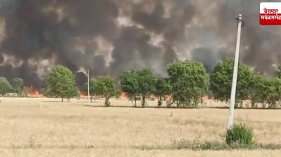 150 acres of wheat burnt to ashes in Abohar