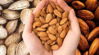 Consuming raw almonds is harmful to health News