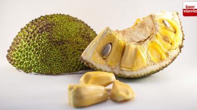 Include ripe jackfruit in your diet Health News