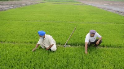paddy transplantation started by farmers.