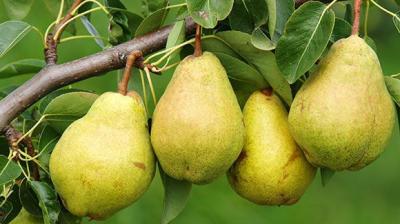 Pears Cultivate 