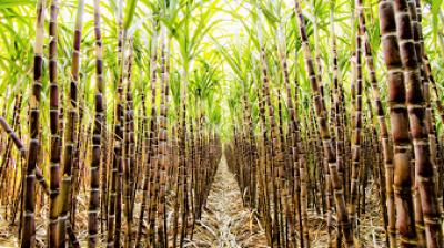 Government will make happy Sugarcane farmers 